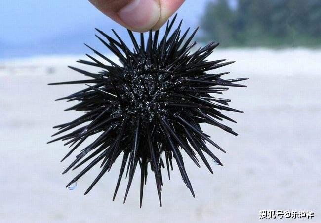 科普文章什么是海刺猬