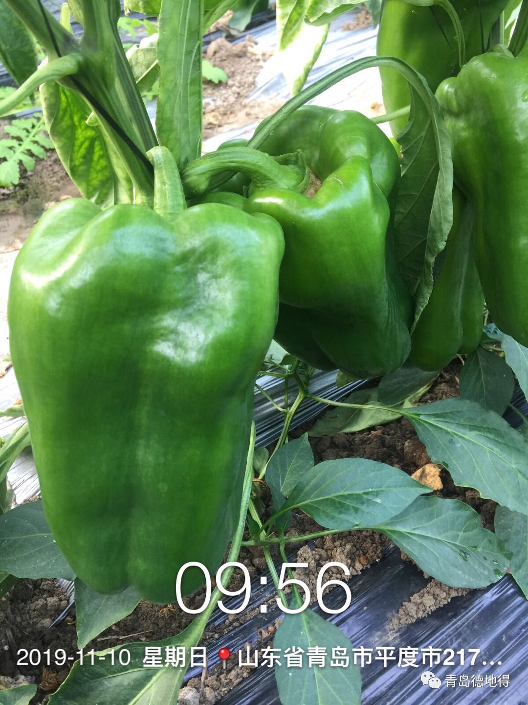 这个辣椒有点狂