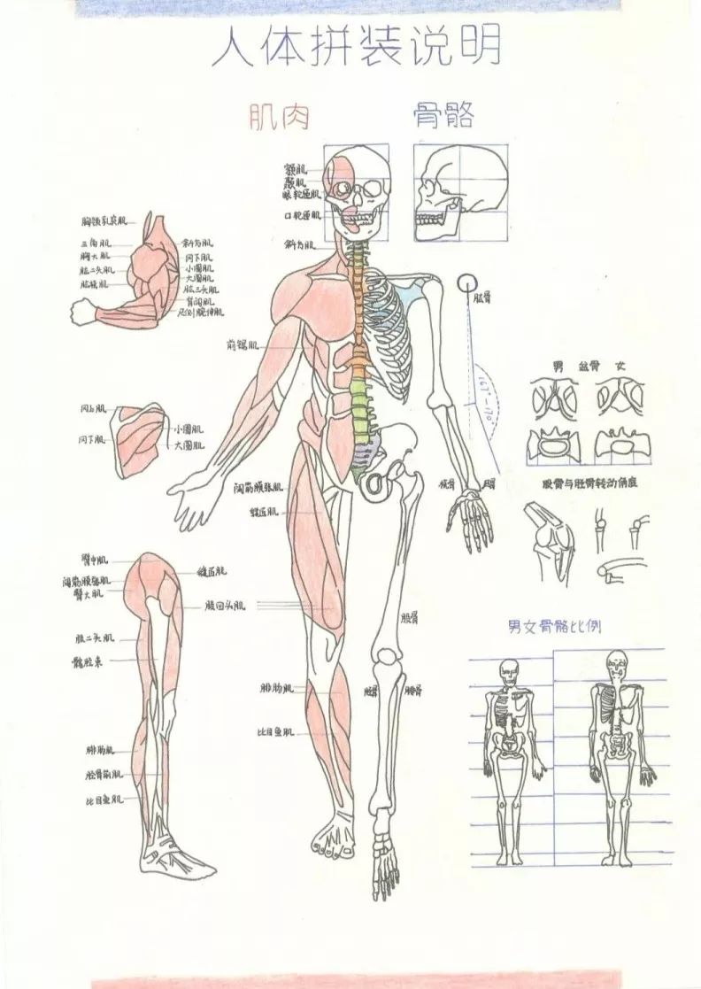 投票(上)丨湖中大人体解剖学绘图高手上线