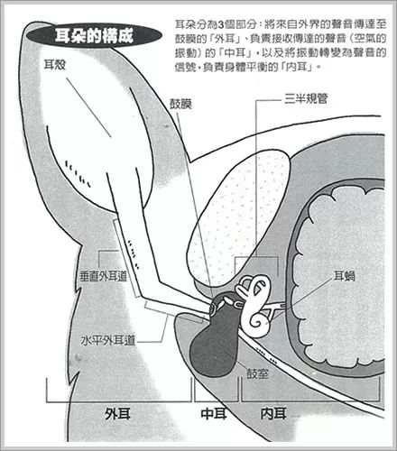 毛孩子耳朵的正确清洁方式