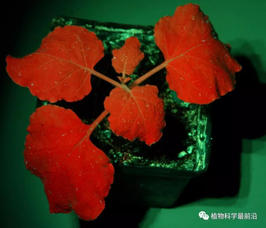 植物學碩士與gfp的愛恨情仇_熒光