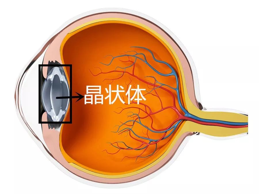 晶状体照片图片