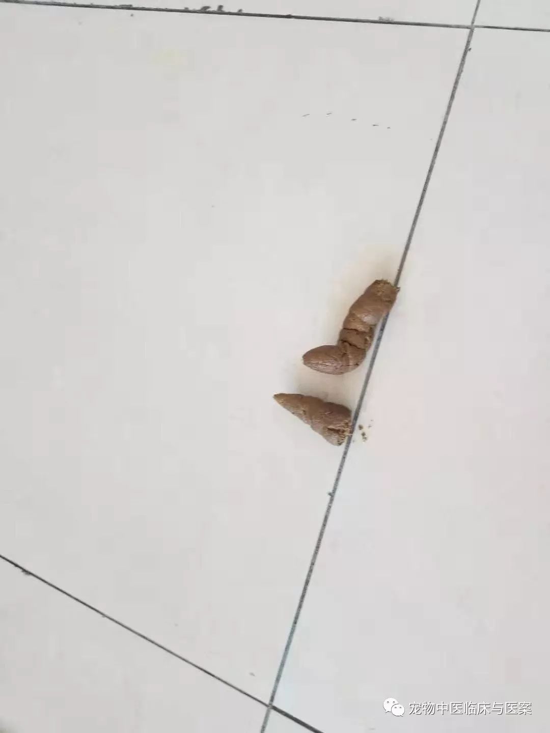 一例罗威纳犬细小病毒感染的中西结合治疗