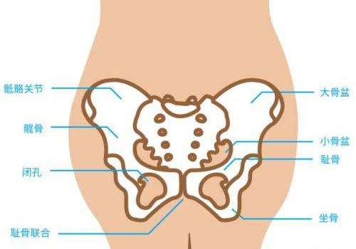 骨盆横径图片