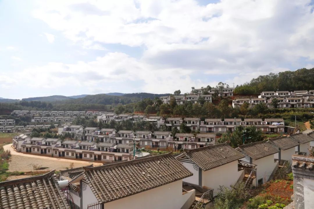 探索"五子登科"模式!巧家老店镇开辟高原特色现代农业产业突围之路