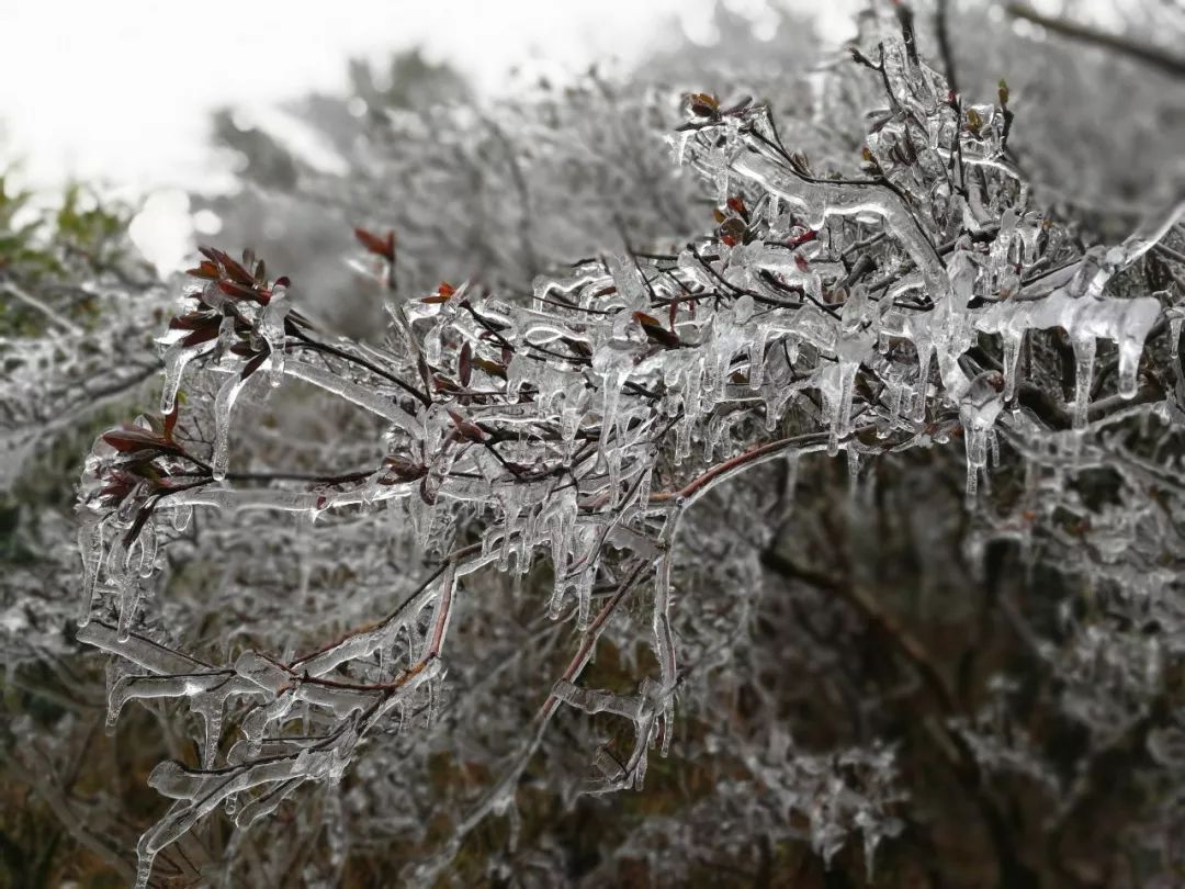 激冻!南平已有地方出现雾凇冰凌景观