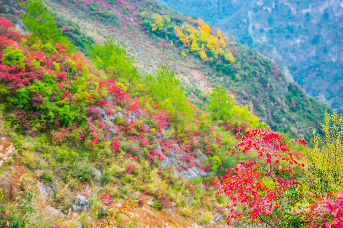 [转载]巫峡之巅新开一条神女天路，带你看三峡最美的红叶