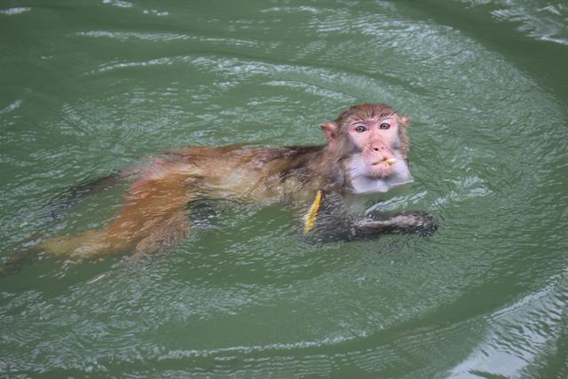 龙虎山的猴子为什么要学会游泳