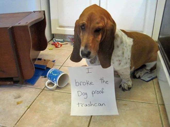 狗为什么总是改不了翻垃圾桶的坏习惯,是家里的饭不够香吗?