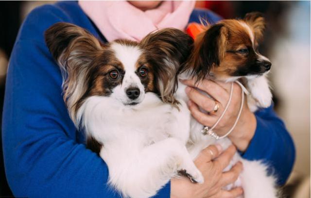 怪不得蝴蝶犬那么漂亮,却很少人养,看完这6点就明白了