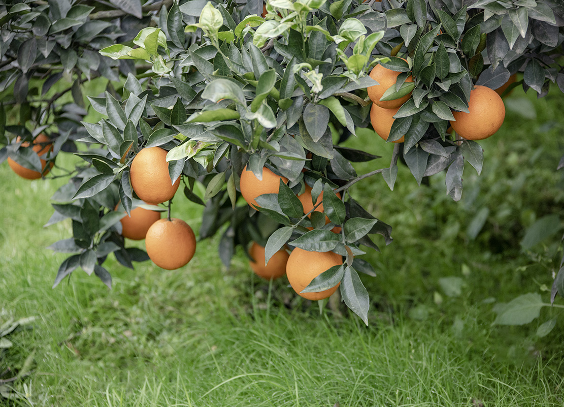 彭山黄丰优质柑橘喜获丰收