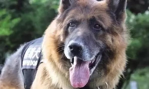 走好云南缉毒犬尔腾走了一生参与缉毒100公斤