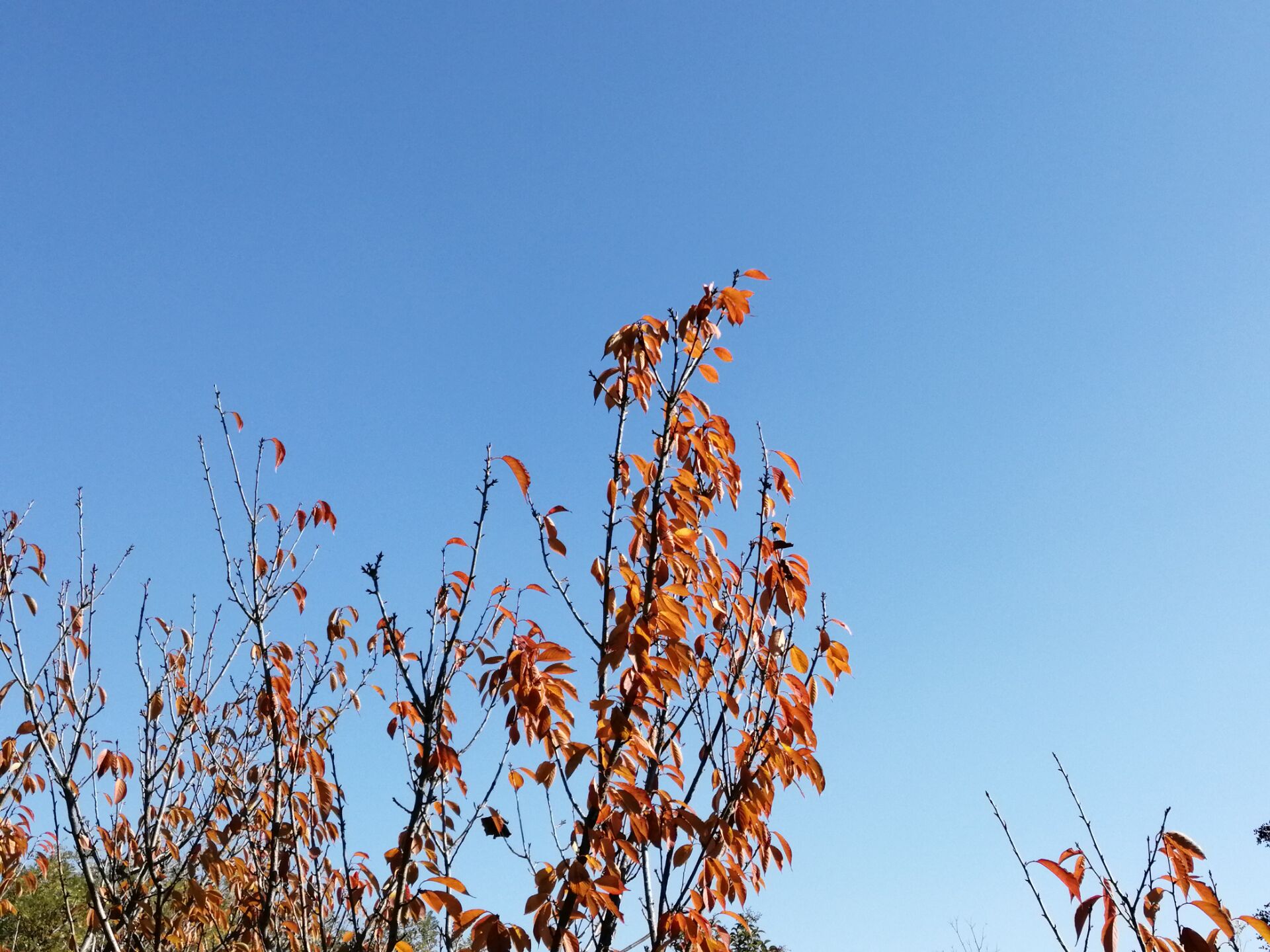 蓝天刷屏了!大家放心呼吸!河南天气将持续晴好_地区