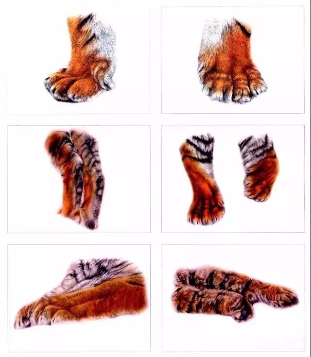 老虎的脚怎么画 锋利图片