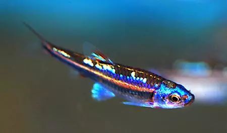 散发着紫色光芒的水中精灵紫光精灵鱼