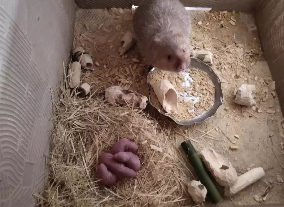 小竹鼠啃出脱贫致富大希望开山镇开山村蒋国于养殖竹鼠脱贫致富记