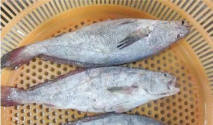 教你几个妙招解冻后的鱼和活鱼一样新鲜