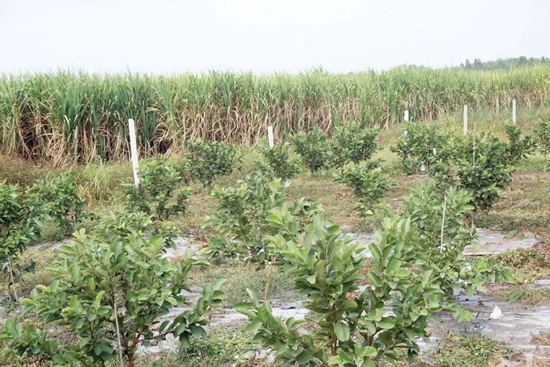 旱涝保收豹狸村的脱贫致富经牛