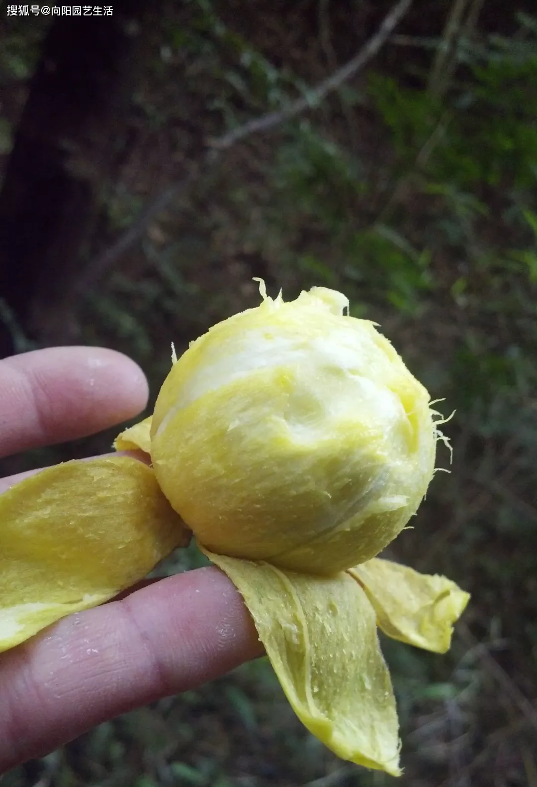 老爹摘的黄牙果学名竹节子酸到流眼泪一口下去牙都黄了