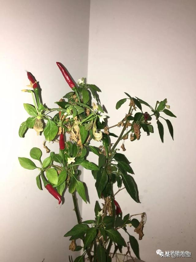 关中人钟爱的——辣子