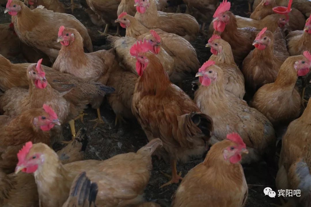 在扶贫路上的宾阳电网人给几万只鸡创造了温暖基地