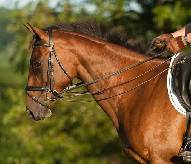 骑马时缰绳的正确使用你以前拉的是假缰绳吗