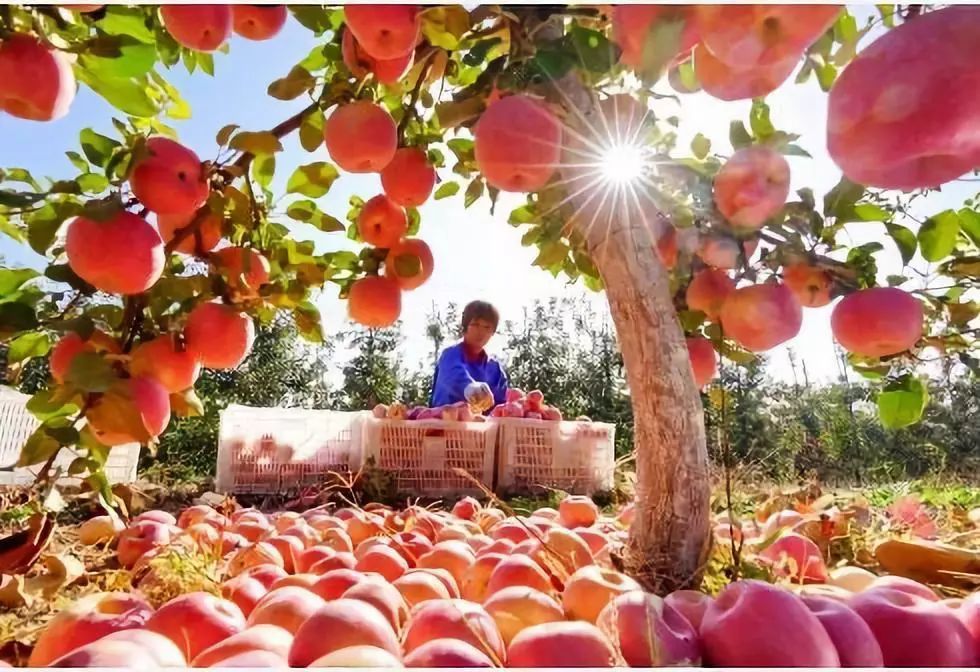 聚焦当前农业农村经济形势,深度分析农民"钱袋子"怎样鼓起来?_收入