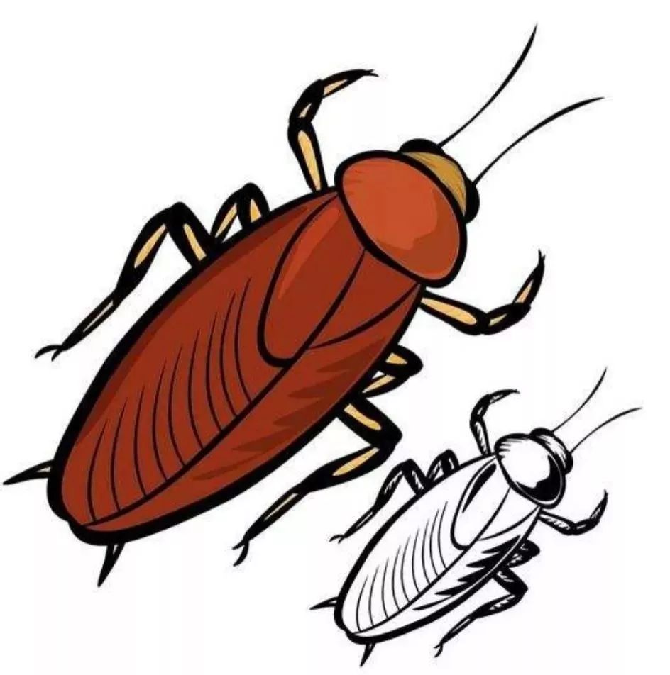 曱甴究竟是何方神圣