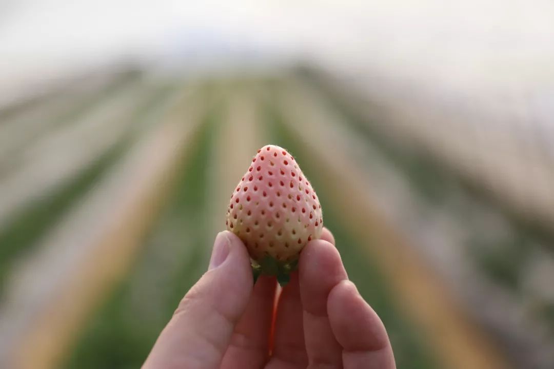 饞人楓涇果農成功引種白草莓果實皮薄香味濃郁