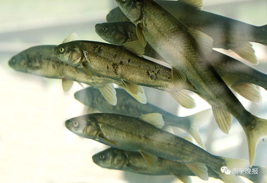 青海湖湟鱼又有好消息了