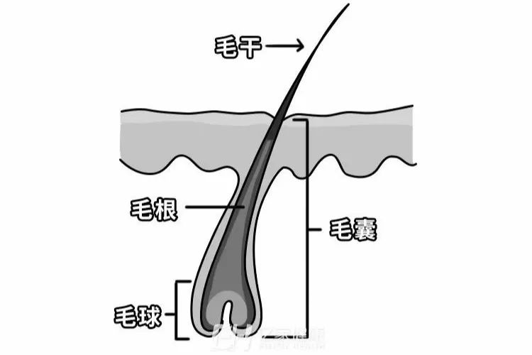 早生白发可能是对抗痴呆症?