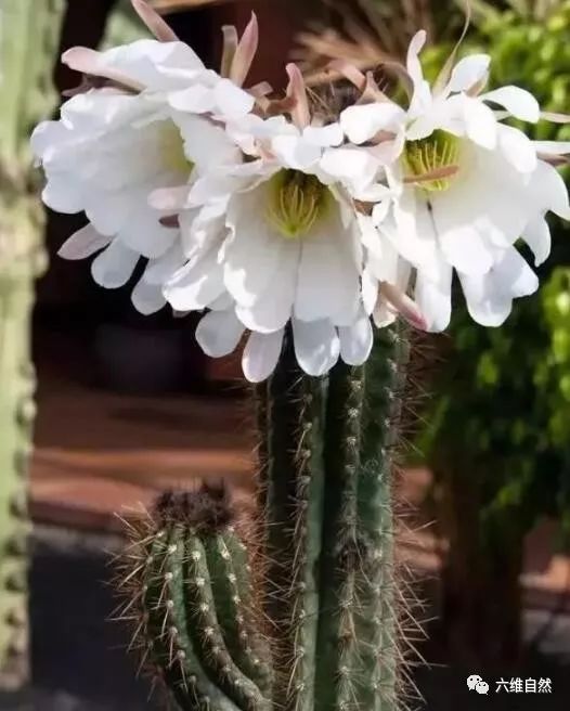 最高的仙人掌巨柱仙人掌高达六七层楼而前10年它才高4厘米