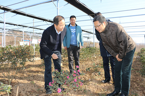 杨凌示范区党工委副书记刘天雄一行来杨凌金山公司茶花产业园调研