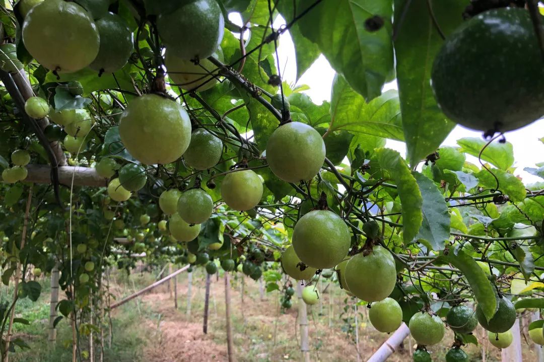 蓼沿乡砸掉石饭碗进行大改变小小百香果结出致富果