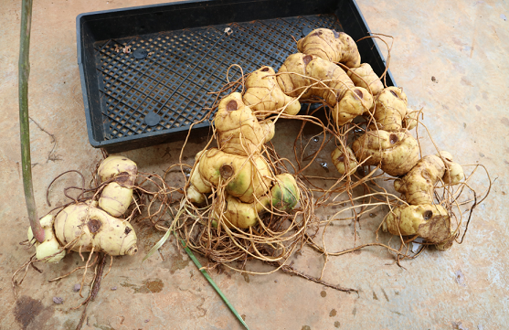 滇黄精-昆明英武农业科技有限公司