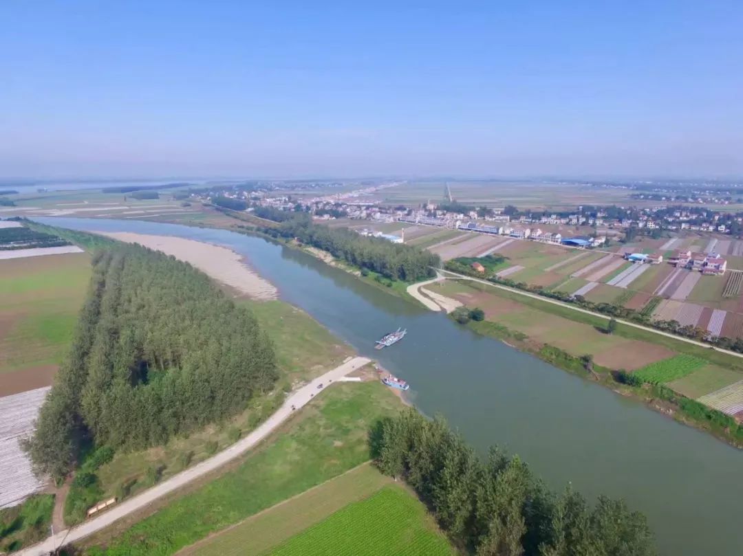 11月20日,秋阳下的马羊洲,三四辆满载着萝卜的三轮摩托车正在关雎渡口