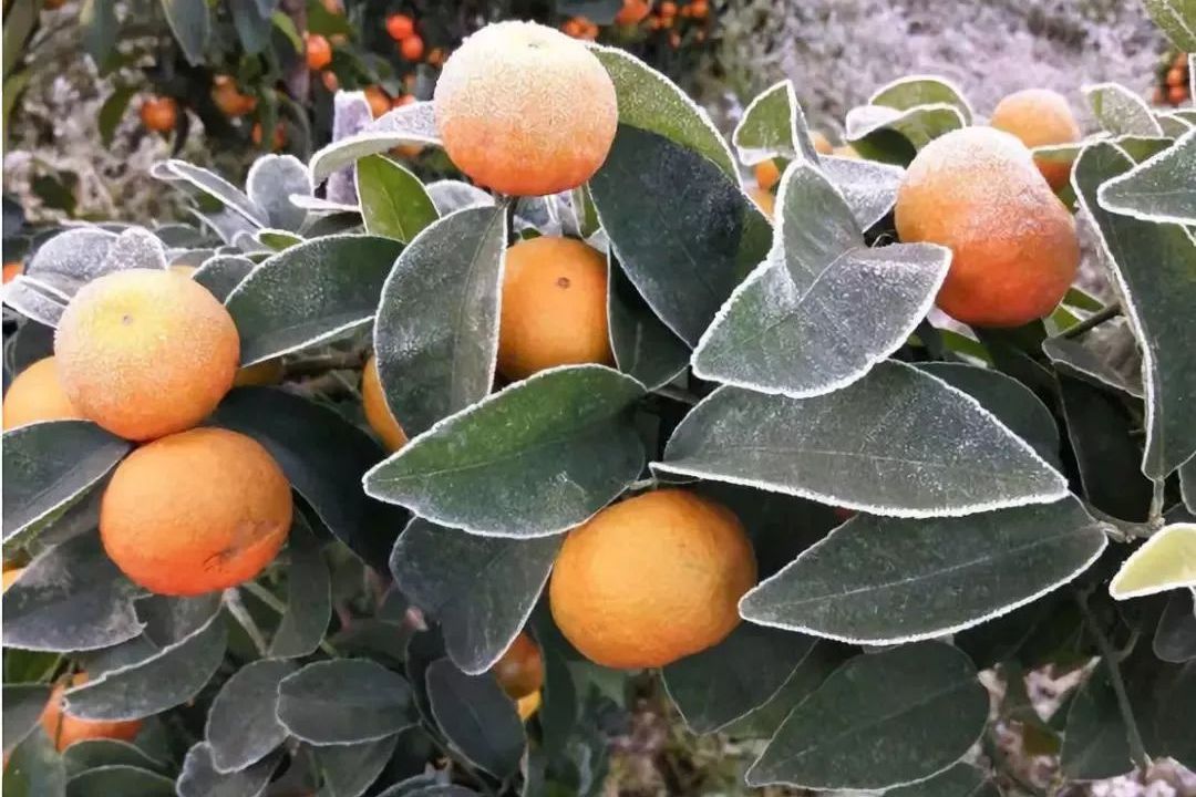 冬天果树抗寒抗逆,减少落果,这种元素千万不能缺!