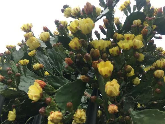 每日一花 | 单刺团扇仙人掌:花量大,老树开红黄色花