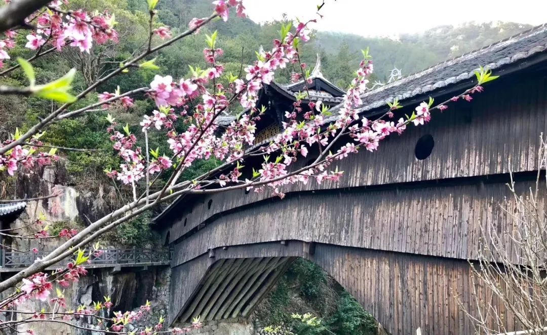 庆元有多少人口_油菜花都开好啦 第一个冲向庆元竹口(2)