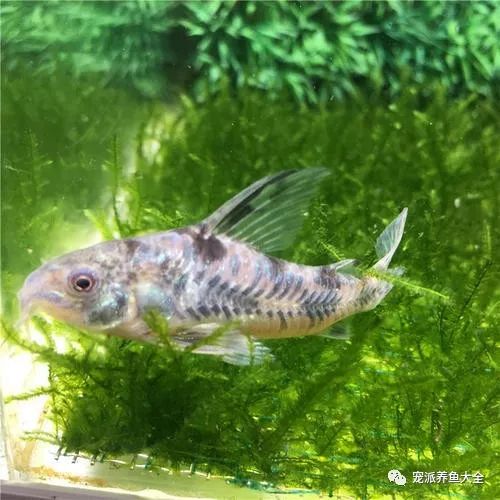 每日一鱼 | 花椒鼠鱼,一种性情温和的底层鱼类