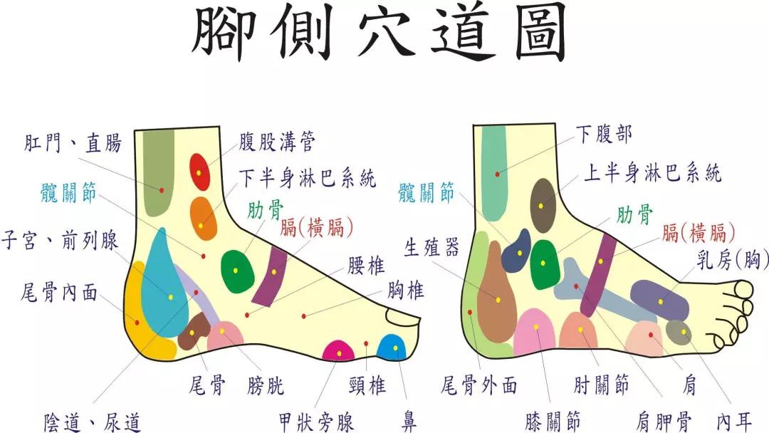 脚踝上面分布着淋巴管