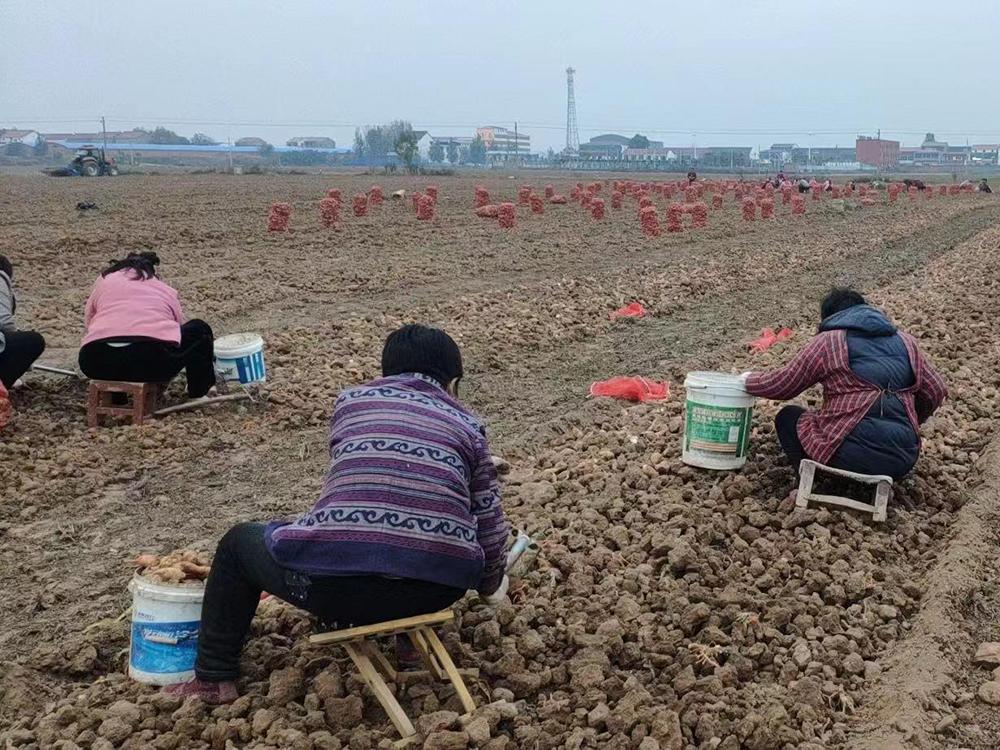 原创曾卖30元一斤今年跌到6块钱地里堆成小山只盼年前有人来收