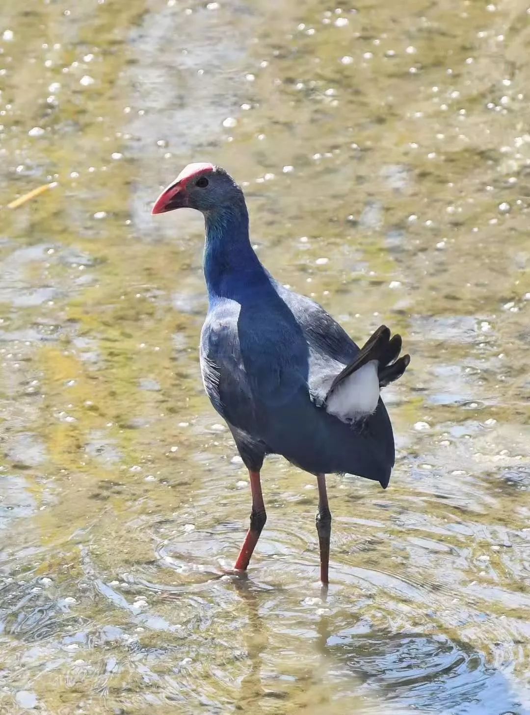 漳州首現國家一級保護動物黑背紫水雞你見過嗎