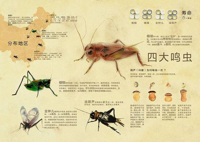 称为三大鸣虫,外加北京地区的人比较喜欢的金蛉子,我们称之为四大鸣虫