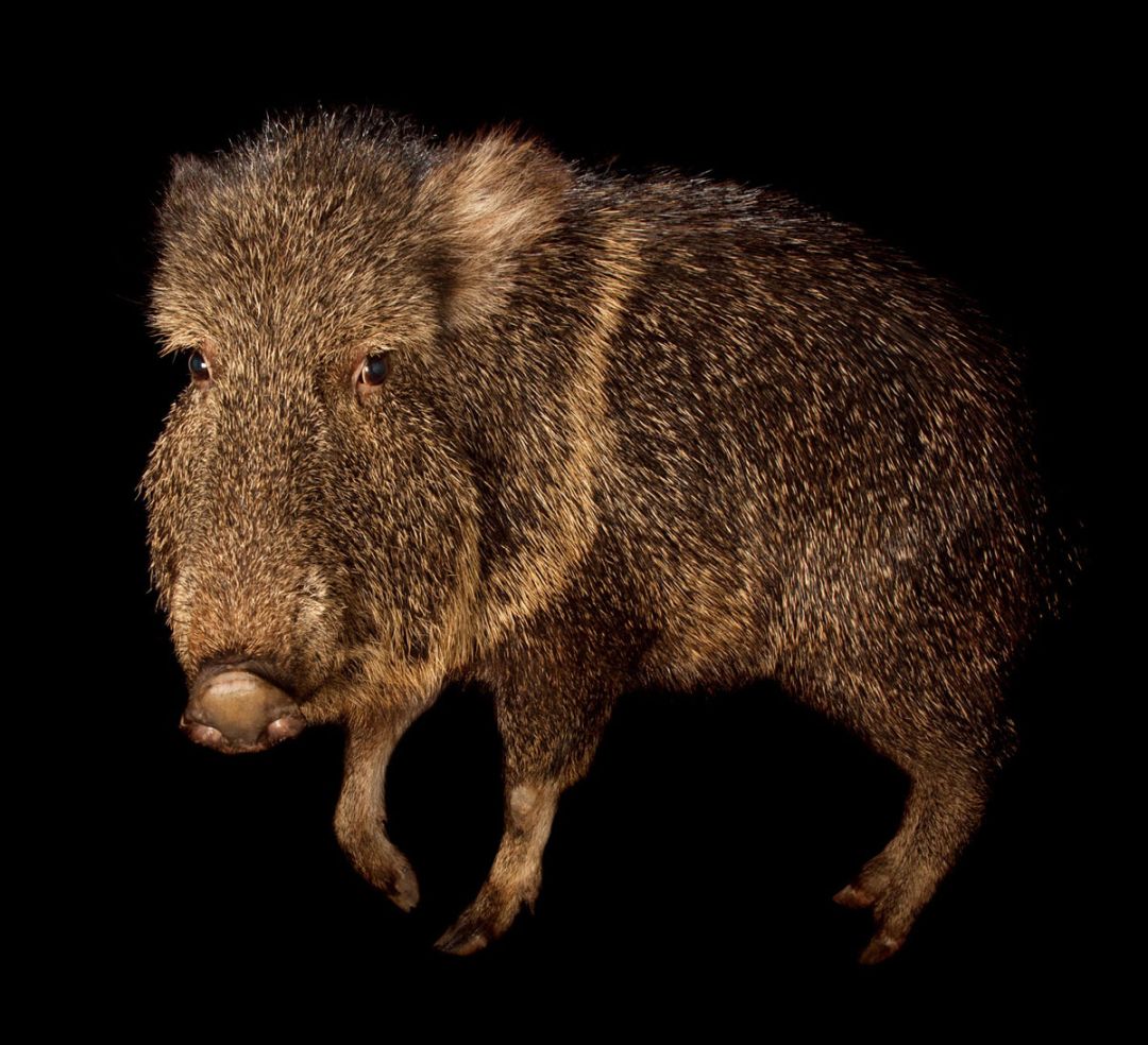 地球上只剩75只红狼