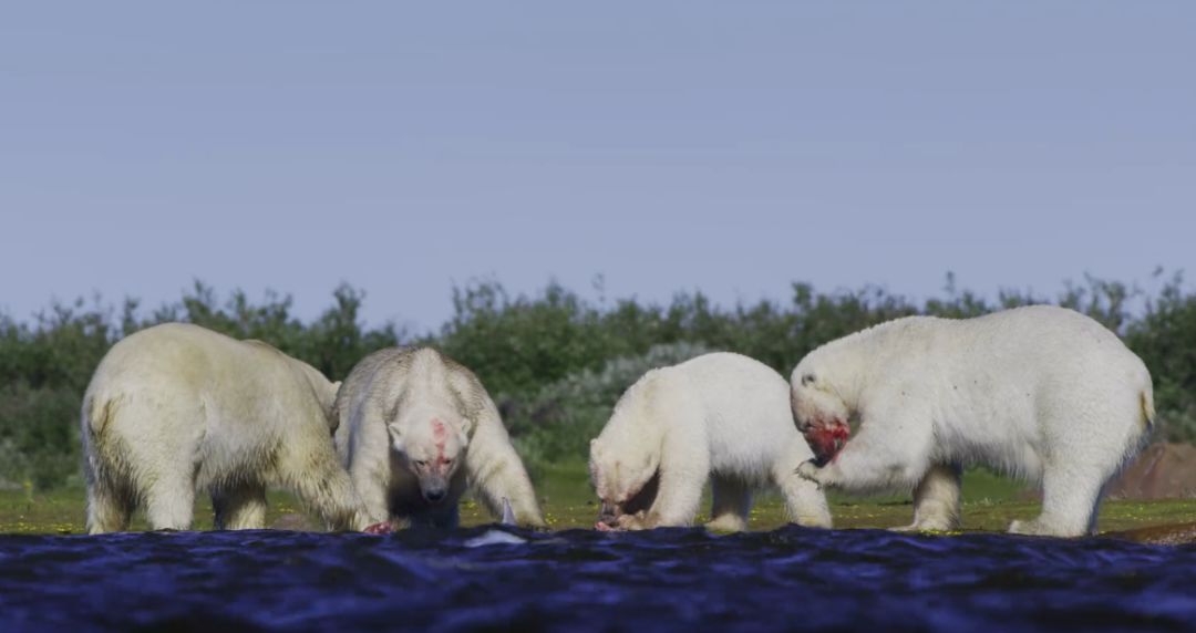 七个世界一个星球中北极熊捕食白鲸真是因为气候所迫我并不这样认为