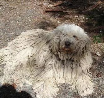 漂浮在水面的一团脏抹布居然是一只狗