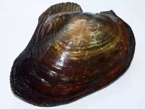 情.味》第九期湖蚌马蹄汤