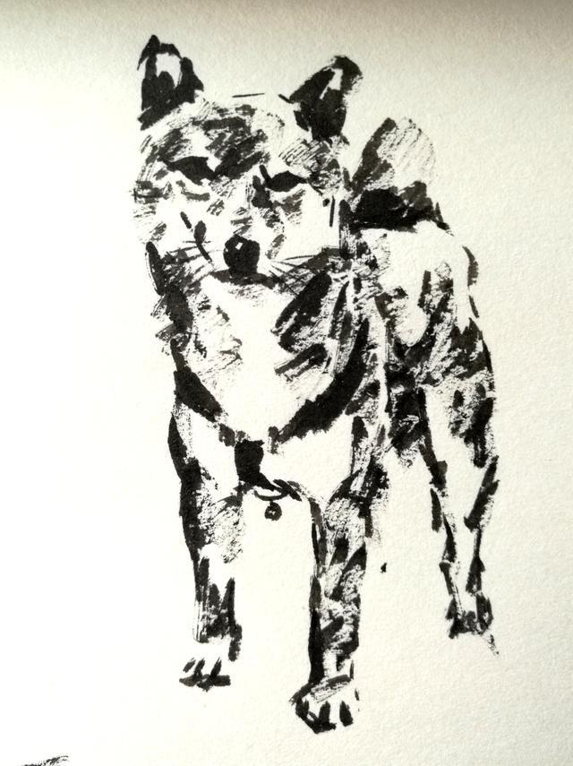 再来几张毛笔画的柴犬速写,——第六步.最后调整画面的整体感.