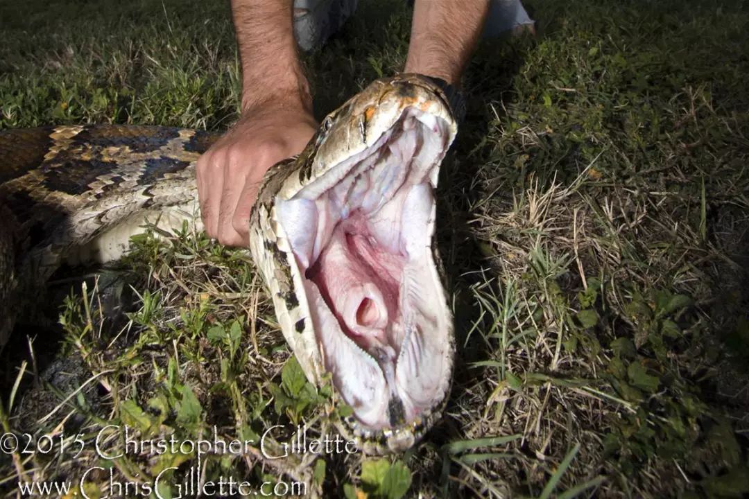 100米巨蛇 鱼头图片